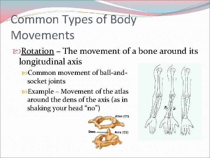 Common Types of Body Movements Rotation – The movement of a bone around its