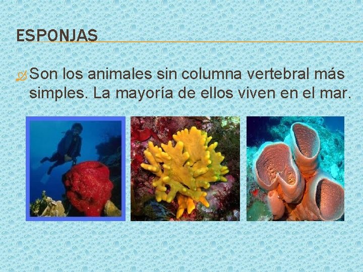 ESPONJAS Son los animales sin columna vertebral más simples. La mayoría de ellos viven