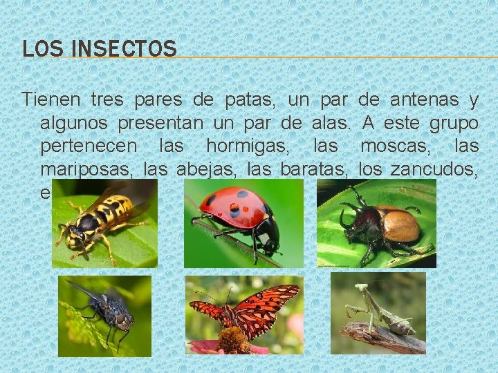 LOS INSECTOS Tienen tres pares de patas, un par de antenas y algunos presentan