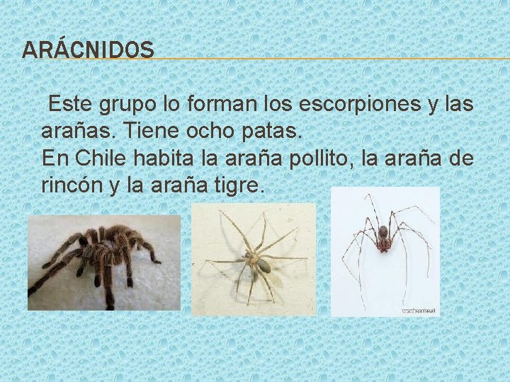 ARÁCNIDOS Este grupo lo forman los escorpiones y las arañas. Tiene ocho patas. En