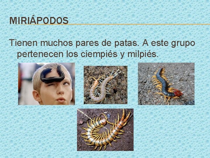 MIRIÁPODOS Tienen muchos pares de patas. A este grupo pertenecen los ciempiés y milpiés.