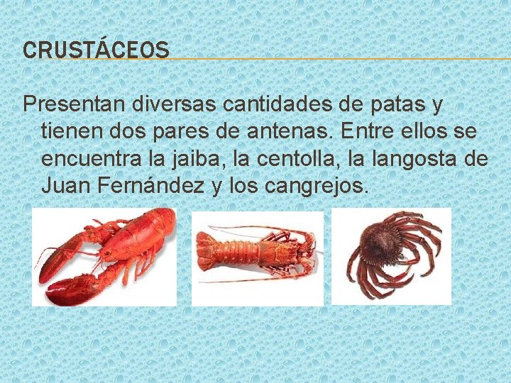 CRUSTÁCEOS Presentan diversas cantidades de patas y tienen dos pares de antenas. Entre ellos