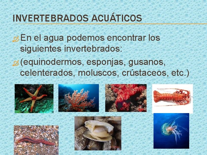 INVERTEBRADOS ACUÁTICOS En el agua podemos encontrar los siguientes invertebrados: (equinodermos, esponjas, gusanos, celenterados,