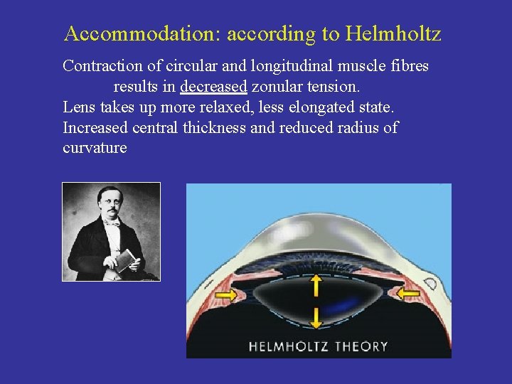 Accommodation: according to Helmholtz Contraction of circular and longitudinal muscle fibres results in decreased