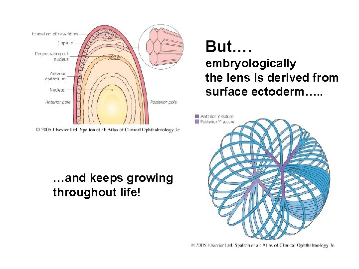 But…. embryologically the lens is derived from surface ectoderm…. . …and keeps growing throughout