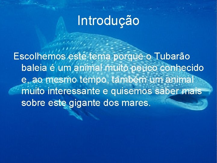 Introdução Escolhemos este tema porque o Tubarão baleia é um animal muito pouco conhecido