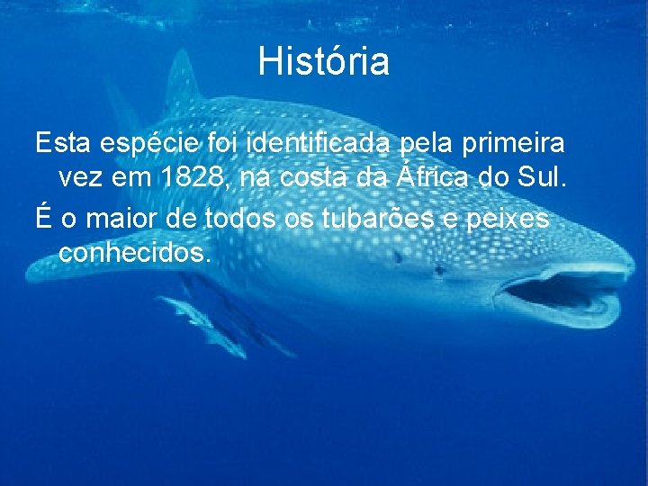 História Esta espécie foi identificada pela primeira vez em 1828, na costa da África