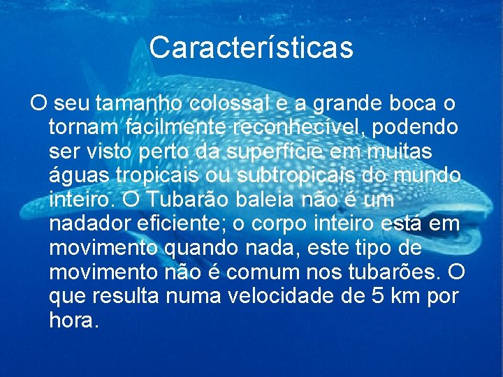 Características O seu tamanho colossal e a grande boca o tornam facilmente reconhecível, podendo