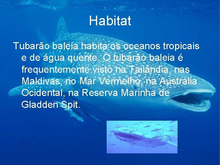 Habitat Tubarão baleia habita os oceanos tropicais e de água quente. O tubarão baleia