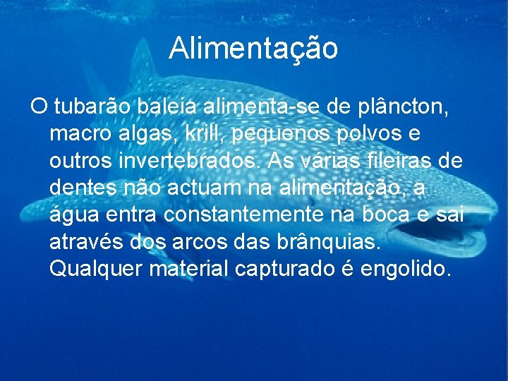 Alimentação O tubarão baleia alimenta-se de plâncton, macro algas, krill, pequenos polvos e outros