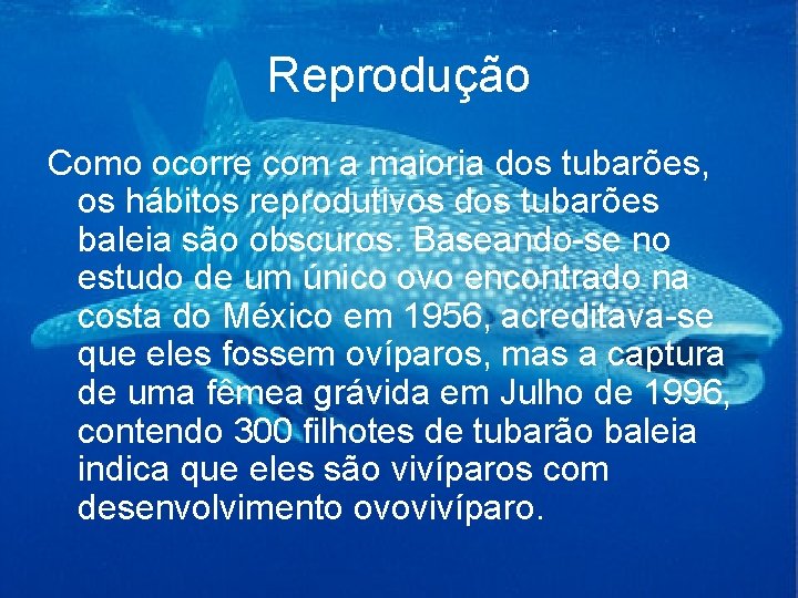 Reprodução Como ocorre com a maioria dos tubarões, os hábitos reprodutivos dos tubarões baleia