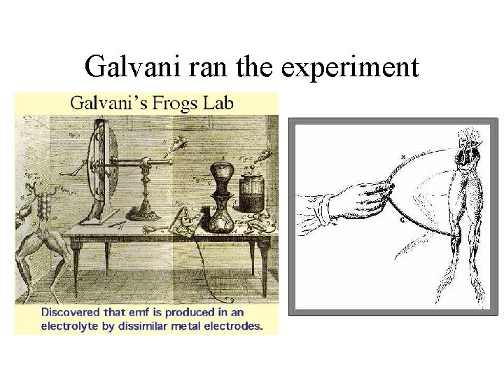 Galvani ran the experiment Galvani ran the experiment