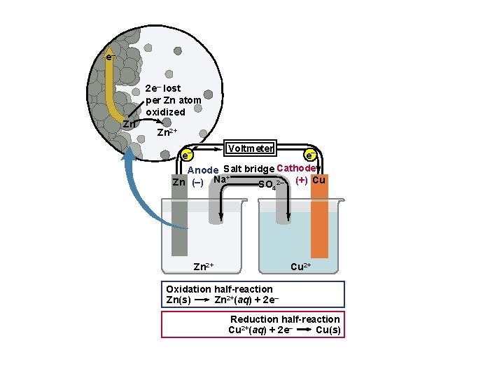 e– 2 e– lost per Zn atom oxidized Zn Zn 2+ Voltmeter e– e– e– 2 e– lost per Zn atom oxidized Zn Zn 2+ Voltmeter e– e–