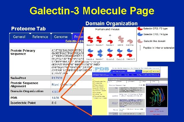 Galectin-3 Molecule Page Proteome Tab Domain Organization 