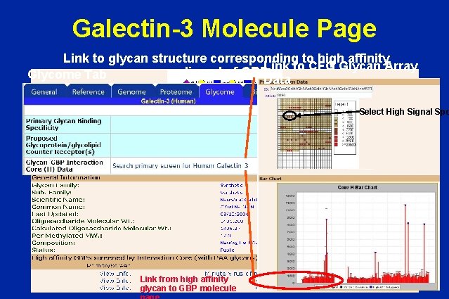 Galectin-3 Molecule Page Link to glycan structure corresponding to high affinity ligand of GBPLink