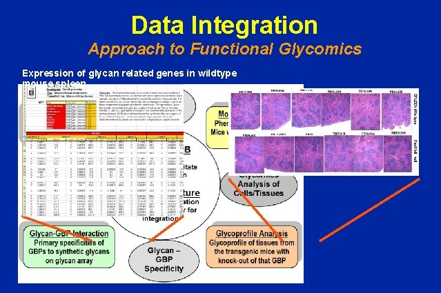 Data Integration Approach to Functional Glycomics Expression of glycan related genes in wildtype mouse