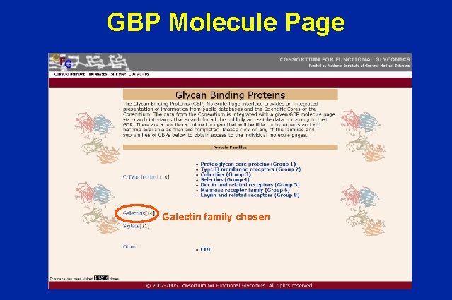 GBP Molecule Page Galectin family chosen 