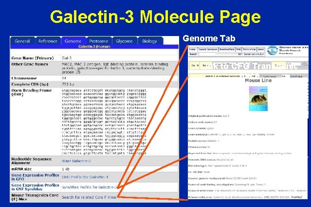 Galectin-3 Molecule Page Genome Tab Link to CFG Transgenic mice 