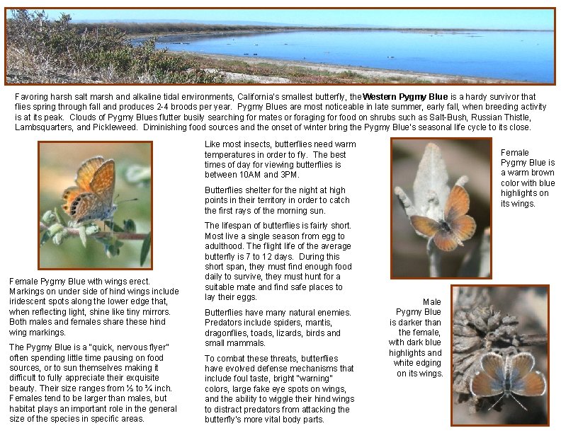 Favoring harsh salt marsh and alkaline tidal environments, California’s smallest butterfly, the Western Pygmy