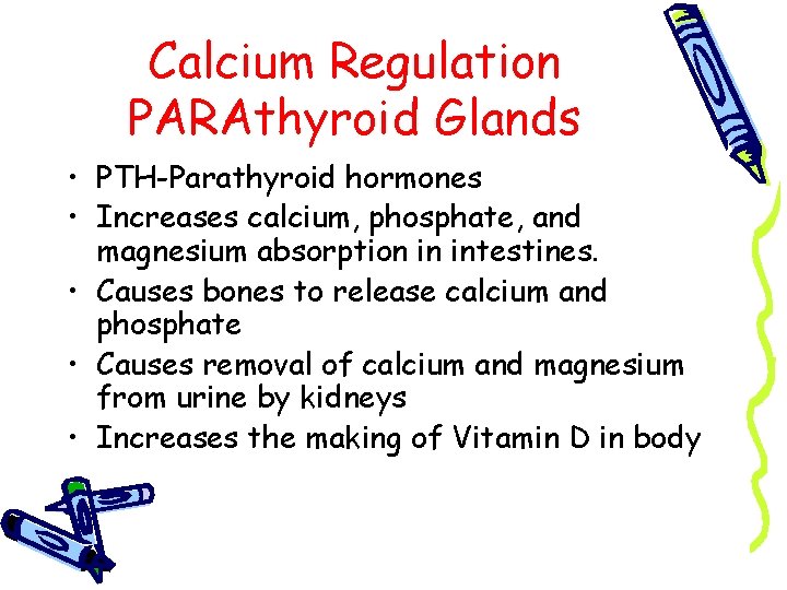 Calcium Regulation PARAthyroid Glands • PTH-Parathyroid hormones • Increases calcium, phosphate, and magnesium absorption
