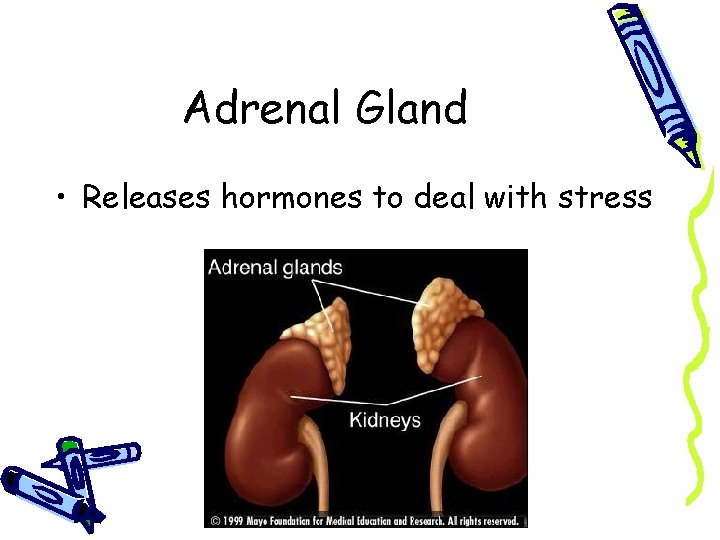 Adrenal Gland • Releases hormones to deal with stress 