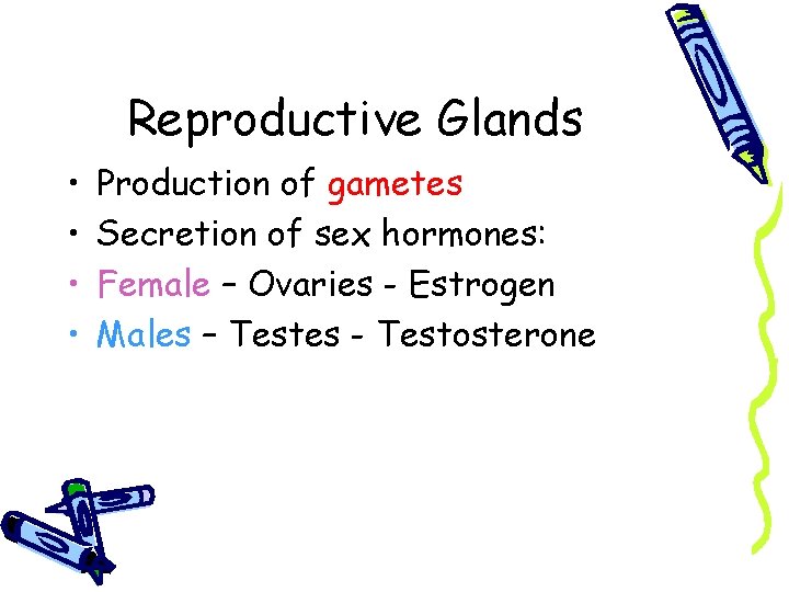 Reproductive Glands • • Production of gametes Secretion of sex hormones: Female – Ovaries