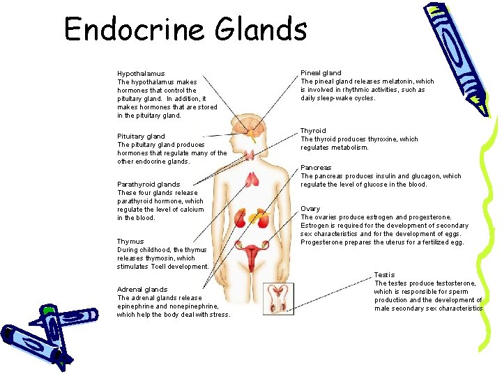 Endocrine Glands Section 39 -1 Hypothalamus The hypothalamus makes hormones that control the pituitary