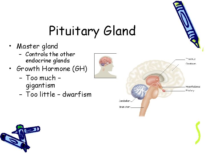Pituitary Gland • Master gland – Controls the other endocrine glands • Growth Hormone