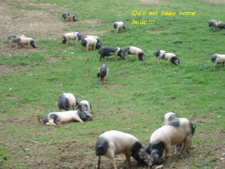 Qu’il est beau notre bouc !!! 