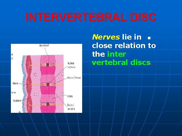 INTERVERTEBRAL DISC Nerves lie in n close relation to the inter vertebral discs. 