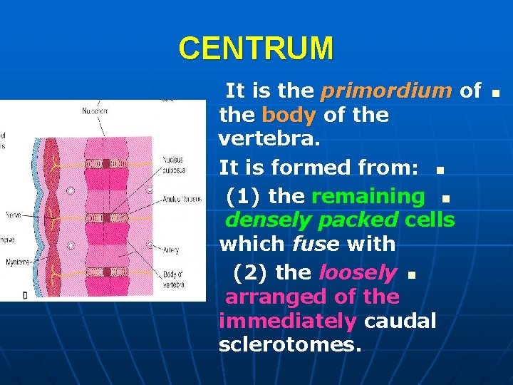 CENTRUM It is the primordium of the body of the vertebra. It is formed