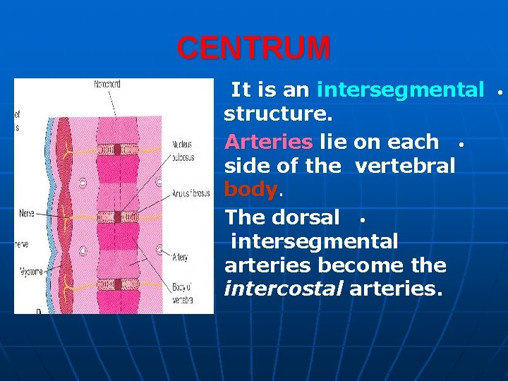 CENTRUM It is an intersegmental structure. Arteries lie on each • side of the