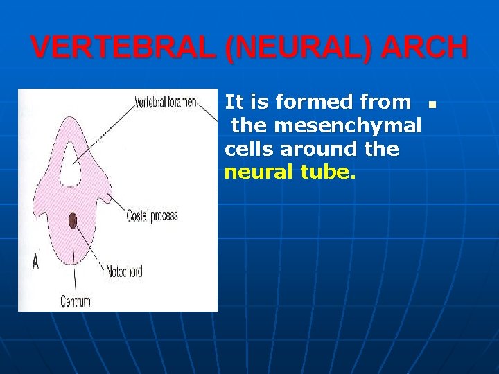 VERTEBRAL (NEURAL) ARCH It is formed from n the mesenchymal cells around the neural