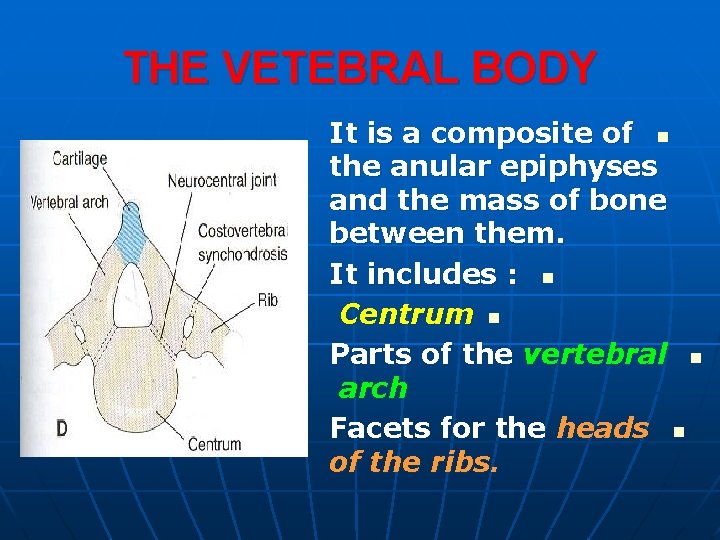 THE VETEBRAL BODY It is a composite of n the anular epiphyses and the