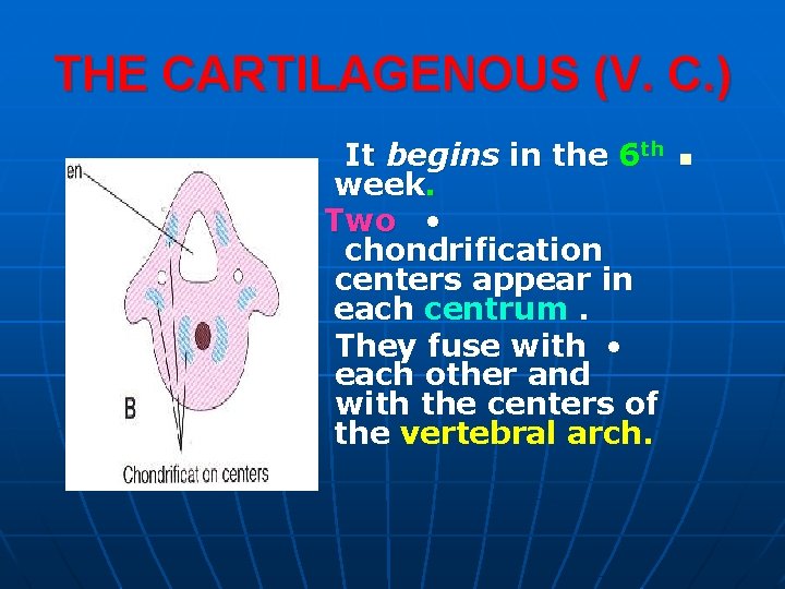 THE CARTILAGENOUS (V. C. ) It begins in the 6 th week. Two •