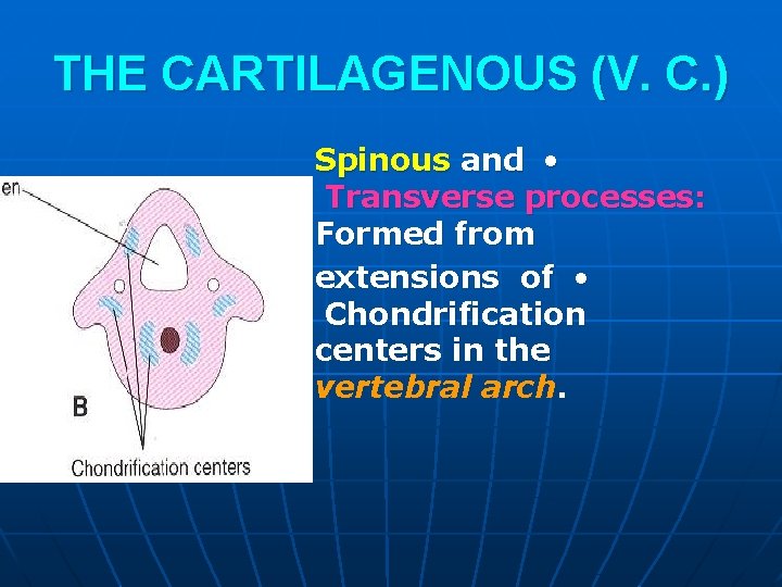THE CARTILAGENOUS (V. C. ) Spinous and • Transverse processes: Formed from extensions of