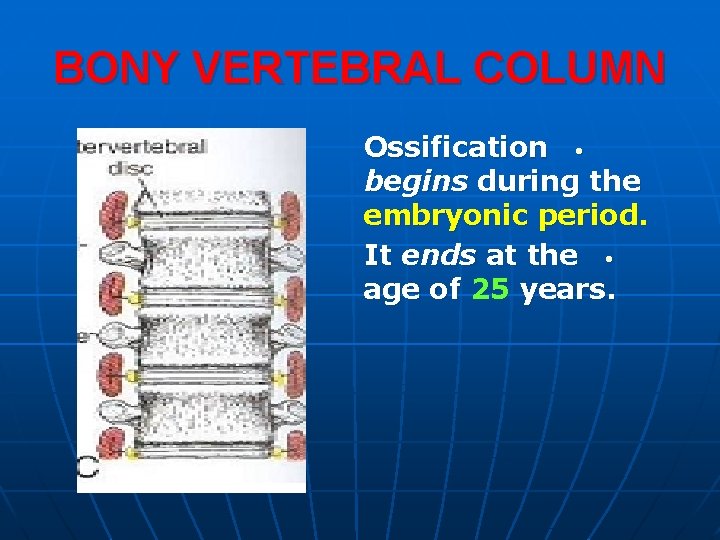 BONY VERTEBRAL COLUMN Ossification • begins during the embryonic period. It ends at the