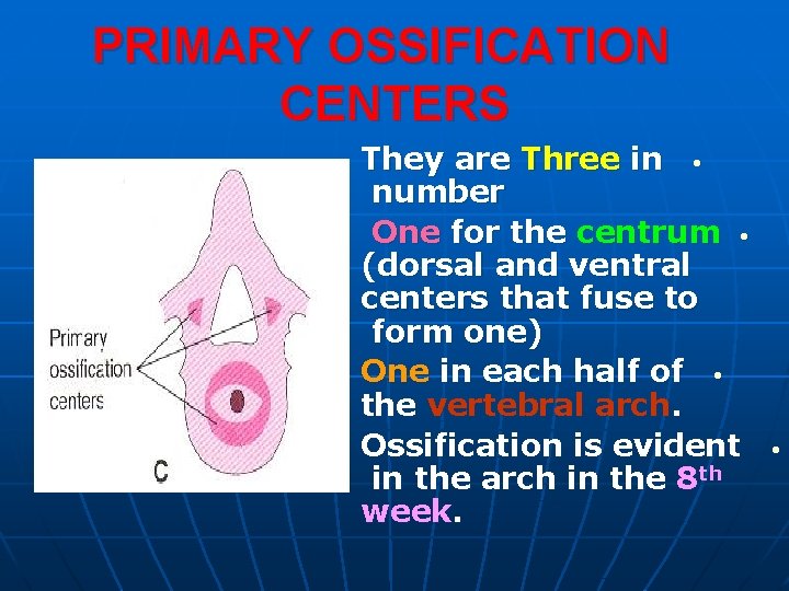 PRIMARY OSSIFICATION CENTERS They are Three in • number One for the centrum •