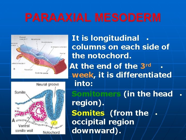 PARAAXIAL MESODERM It is longitudinal • columns on each side of the notochord. At