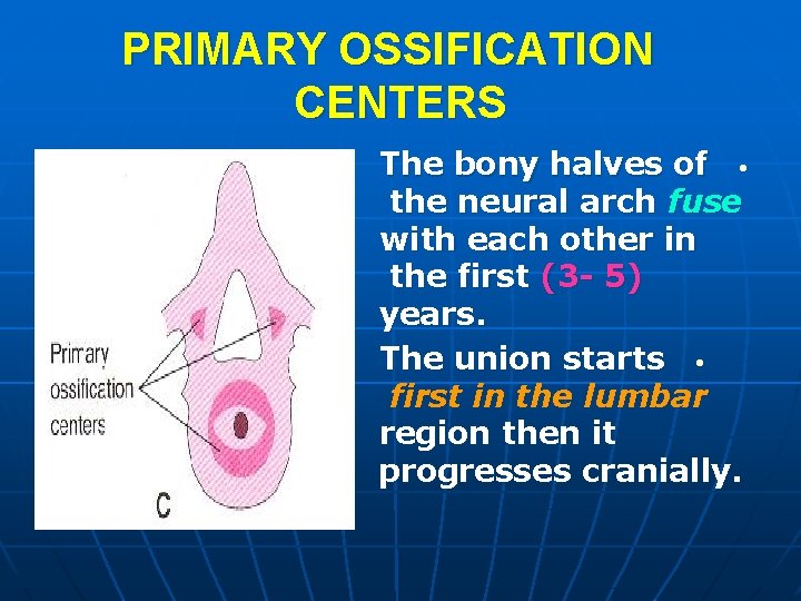 PRIMARY OSSIFICATION CENTERS The bony halves of • the neural arch fuse with each