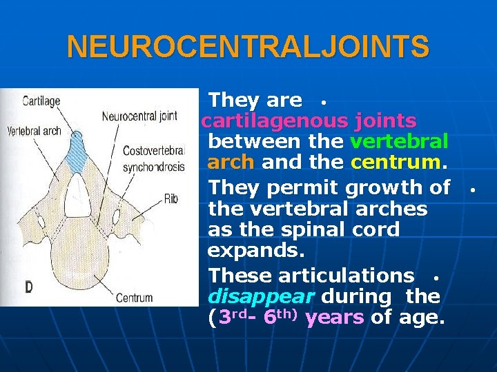 NEUROCENTRALJOINTS They are • cartilagenous joints between the vertebral arch and the centrum. They