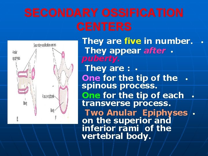 SECONDARY OSSIFICATION CENTERS They are five in number. They appear after • puberty. They