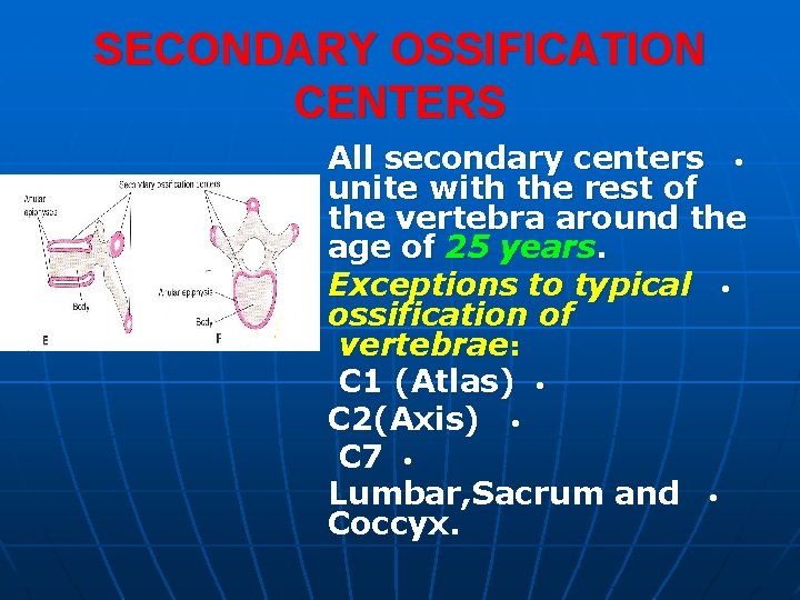SECONDARY OSSIFICATION CENTERS All secondary centers • unite with the rest of the vertebra
