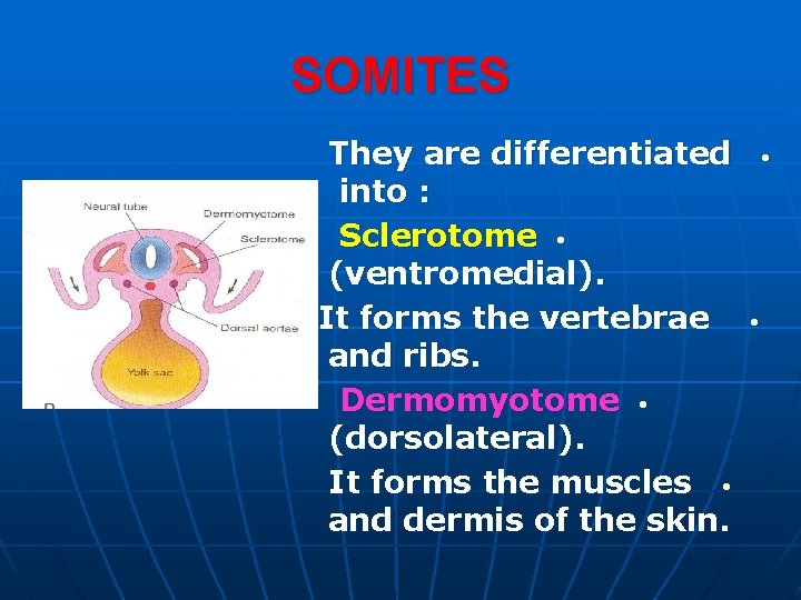 SOMITES They are differentiated into : Sclerotome • (ventromedial). It forms the vertebrae and