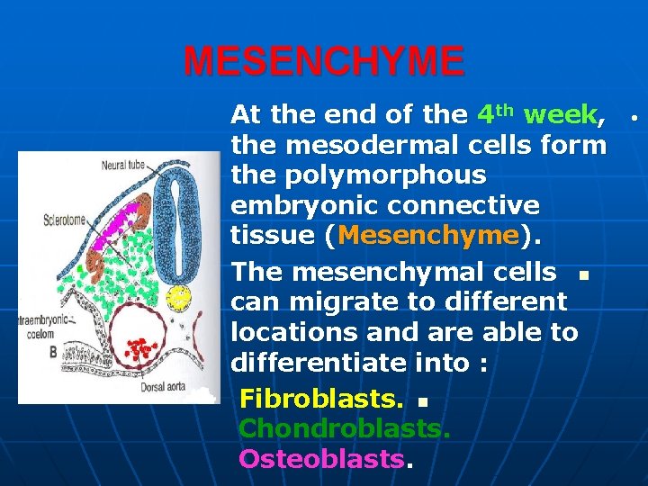 MESENCHYME At the end of the 4 th week, the mesodermal cells form the