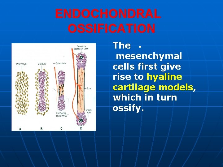 ENDOCHONDRAL OSSIFICATION The • mesenchymal cells first give rise to hyaline cartilage models, which