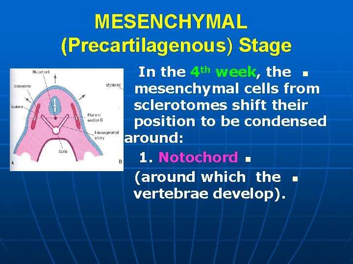 MESENCHYMAL (Precartilagenous) Stage In the 4 th week, the n mesenchymal cells from sclerotomes