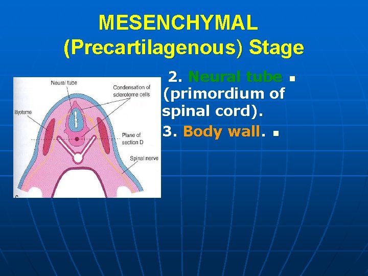 MESENCHYMAL (Precartilagenous) Stage 2. Neural tube n (primordium of spinal cord). 3. Body wall.