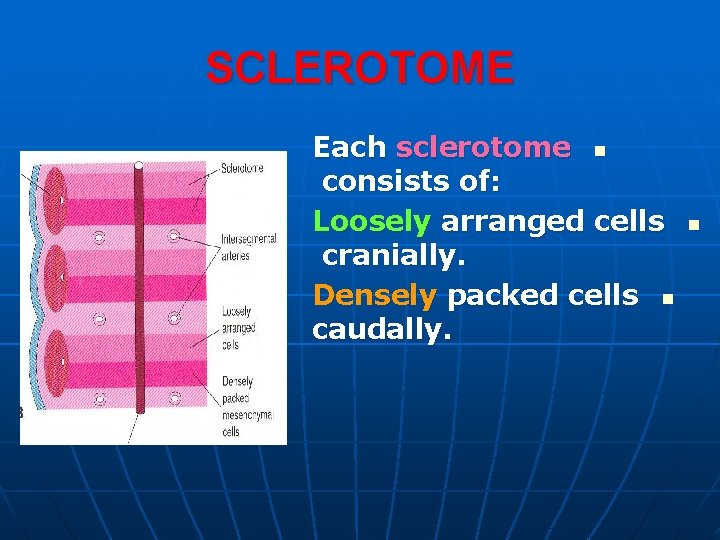 SCLEROTOME Each sclerotome n consists of: Loosely arranged cells cranially. Densely packed cells n