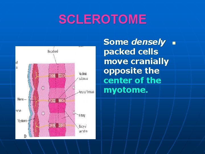 SCLEROTOME Some densely packed cells move cranially opposite the center of the myotome. n